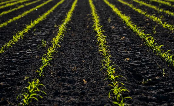 Young corn seedlings growing in a fertile soil. An agricultural field on which grow up young corn. Rural landscape