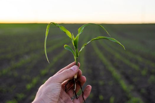 Close up of corn sprout in farmer's hand in front of field. Growing young green corn seedling sprouts in cultivated agricultural farm field under the sunset