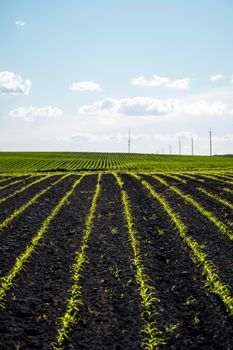 Young corn seedlings growing in a fertile soil. An agricultural field on which grow up young corn. Rural landscape