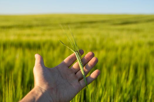 Farmer keeps a green barley spikelet in a hand against barley field in a daytime