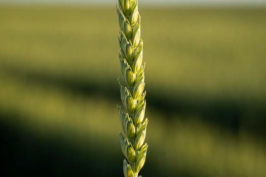 Fresh ears of young green wheat in spring summer field close-up. Agriculture