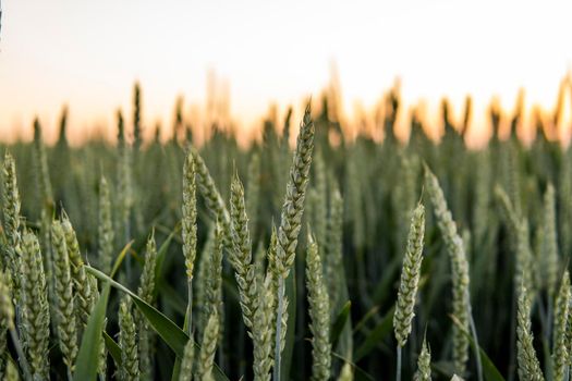 Young green wheat growing in agricultural field. Unripe cereals. The concept of agriculture, organic food.