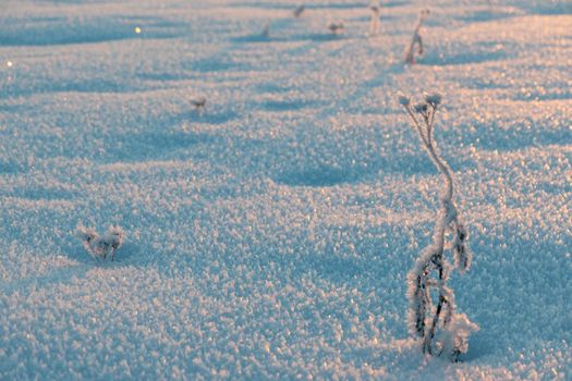 Frozen grass standing in snow during sunset in the winter, natural background Winter snow branches of tree on a blue sky background. very beautiful and picturesque nature in winter. Branch with flakes of snow in winter