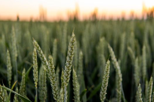 Young green wheat growing in agricultural field. Unripe cereals. The concept of agriculture, organic food.