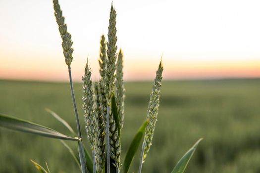 Young green wheat growing in agricultural field. Unripe cereals. The concept of agriculture, organic food.