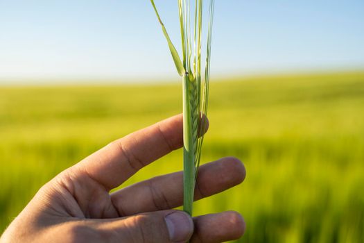 Man's hand holding spikelet of barley against fertile field of barley and blue sky