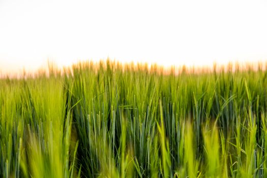 Young green barley growing in agricultural field in spring. Unripe cereals. The concept of agriculture, organic food. Barleys sprout growing in soil. Close up on sprouting barley in sunset