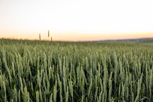 Young green wheat growing in agricultural field. Unripe cereals. The concept of agriculture, organic food.