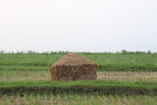 dry paddy tree stock on farm for cow eat