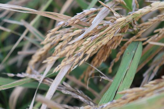 ripe paddy farm on field for harvest and sell