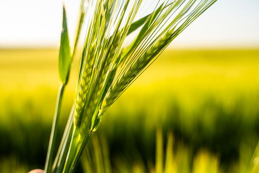 Farmer's hand holding a green ears of barley in a sunset. Agriculture. The concept of agriculture, healthy eating, organic food