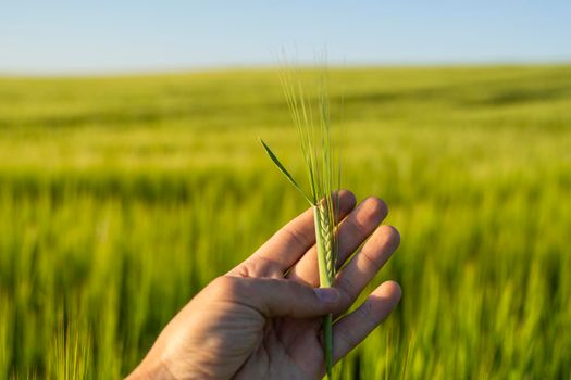 Man's hand holding spikelet of barley against fertile field of barley and blue sky
