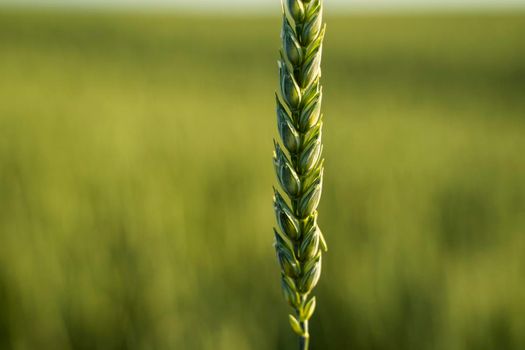 Yound green wheat field. Ripening ears of wheat field