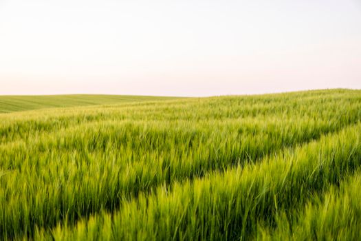 Young green barley growing in agricultural field in spring. Unripe cereals. The concept of agriculture, organic food. Barleys sprout growing in soil. Close up on sprouting barley in sunset