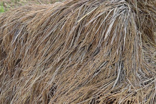 ripe paddy farm on field for harvest and sell