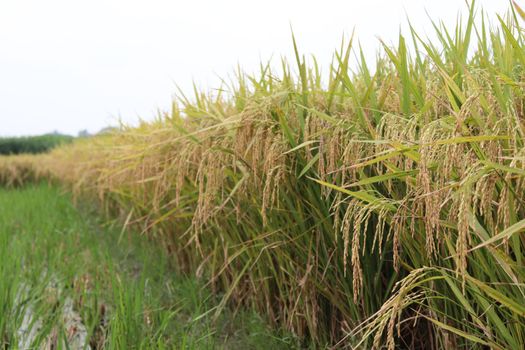 ripe paddy farm on field for harvest and sell