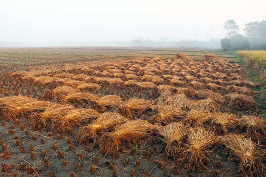 ripe paddy tree bunch stock on field for harvest