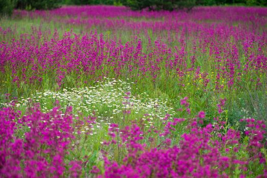 Nature summer background with pink flowers in the meadow at sunny day.