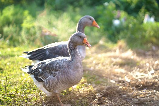 Geese of of on a pasture on a green meadow