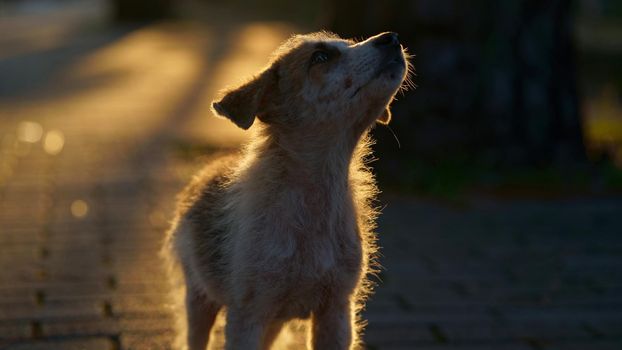 Dog on the street. Small mixed breed dog close-up in nature. Homeless mongrels are waiting for a new owner.