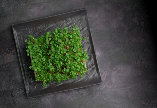 Mixed Microgreens in trays on wooden background. Top view