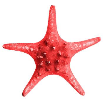 Beautiful starfish isolated on white background