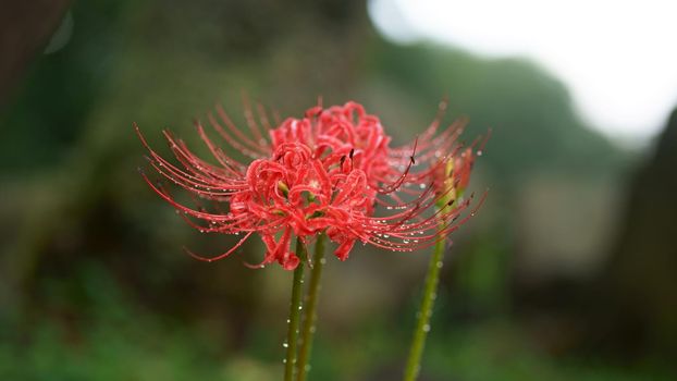 beautiful vegetation, bright flowering plants of the Batumi Botanical Garden.