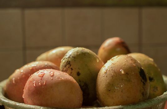 Close up of mangoes with water drops, fresh mango corduroy with copy space