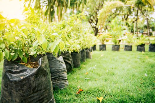 Small garden of plants in black bags, Garden of seedlings in black bags, close up of seedlings in plastic bags, concept of planting new trees