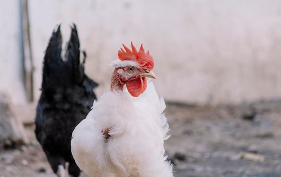 Portrait of a piroco rooster, close up of an Indian rooster, portrait of a piroco rooster with a crest, concept of domestic animals.