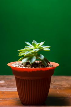 cactus plant in pot on green background, cute natural cactus isolated on green background.