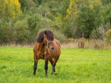 Brown horse is grazing on meadow. Farm animal walks on green grass. Animal husbandry in countryside.