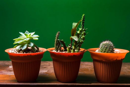 cactus plants in pot on green background, three cute natural cacti isolated on green background.