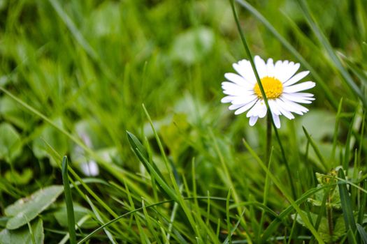 Chamomile flower among green grass and leaves, natural background. daisies among the green grass. High quality photo