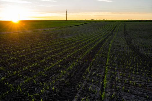 Rows of young corn plants on a fertile field with dark soil in beautiful warm sunshine. Rural landscape