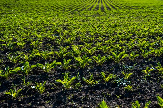 Straight rows of sugar beets growing in a soil in perspective on an agricultural field. Sugar beet cultivation. Young shoots of sugar beet, illuminated by the sun. Agriculture, organic