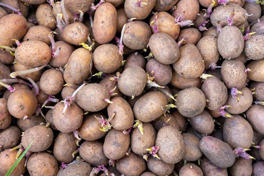 Many potatoes with young shoots are prepared for planting.