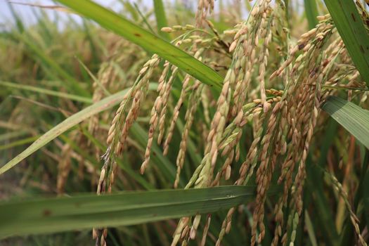 ripe paddy farm on field for harvest and sell