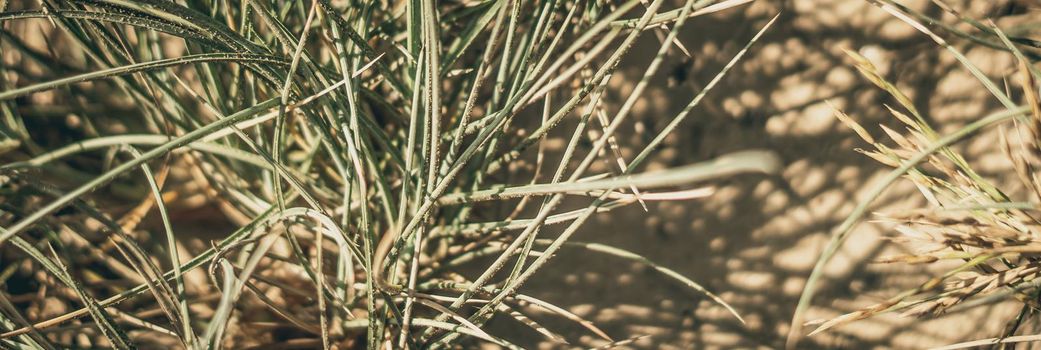 Dry wild needle grass plant herb wallpaper. Savannah soil. Yellow beige pale green matte sepia style. Drought sun day time. Abstract background real photo nature. Banner, more tone red light in stock.