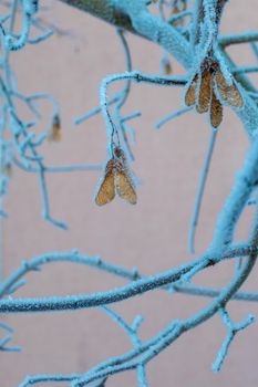 A maple branch covered with frost from the frost on a winter day. High quality photo