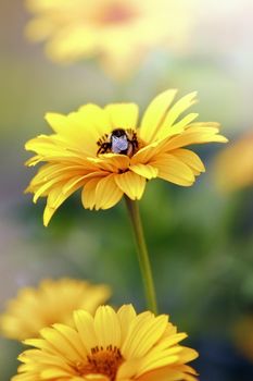 Bee on yellow Echinacea Flower. Vertical nature background photo