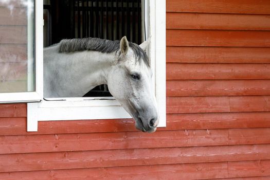 White horse looking out window of red barn. Horizontal photo, there is free space for text.