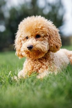 Portrait of small orange poodle on the grass. Pet in nature. Vertical photo.