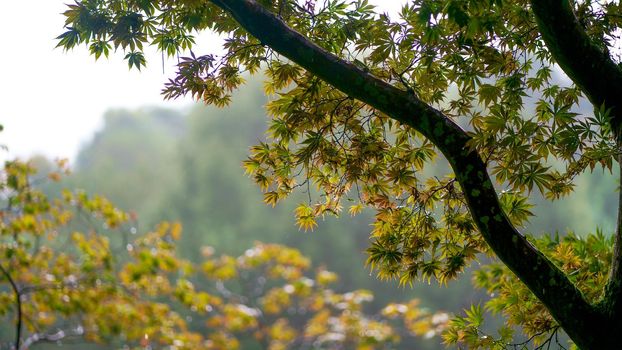 beautiful vegetation, bright flowering plants of the Batumi Botanical Garden.