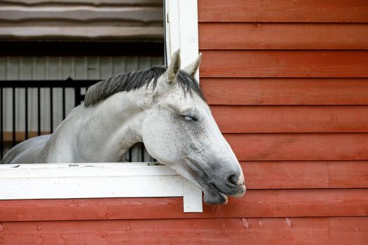 Beautiful purebred white horse protruding his head through stable window, and dreamily closed his eyes. Horizontal photo, there is free space for text.