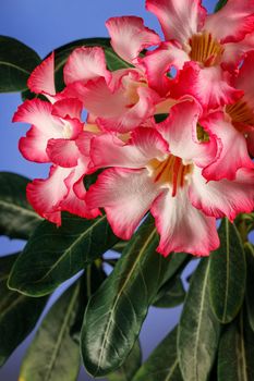 Pink Desert Rose or Impala Lily or Mock Azalea flower from tropical climate in blue background