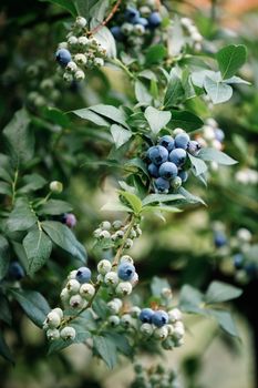Ripe blueberry cluster on a blueberry bush. Blueberries ready for picking