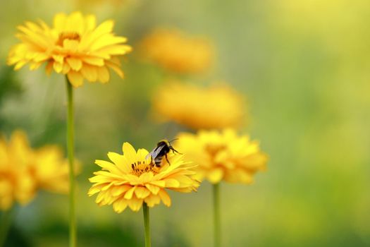 Group of echinacea flowers. Echinacea yellow flowers blooming. Echinacea used in alternative medicine a an immun sytem booster.