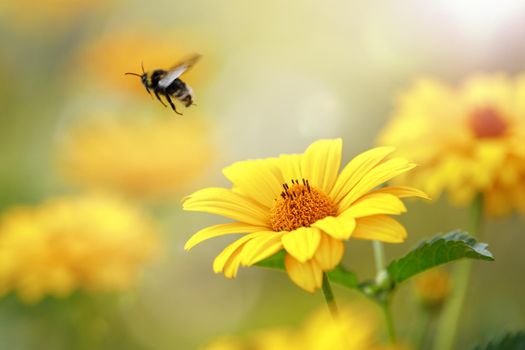 Bee flight out from a petal of yellow Echinacea flowers. Awesome and gorgeous blurred sunny floral outdoor background perfect for a gift card.