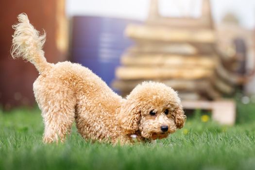 A small peach color puppy romp in the yard on the grass.